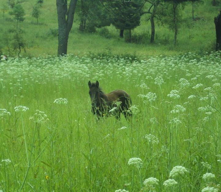 Вілла Coudelaria Vale Pau Коруші Номер фото