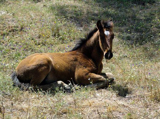 Вілла Coudelaria Vale Pau Коруші Екстер'єр фото