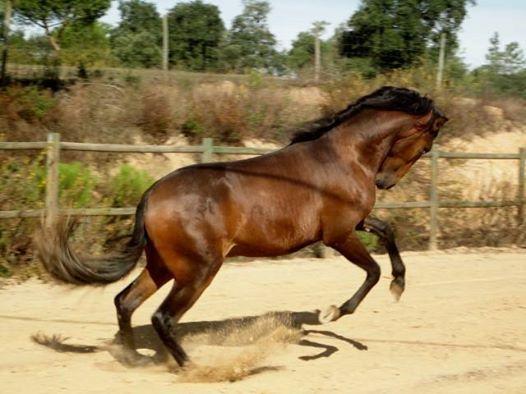 Вілла Coudelaria Vale Pau Коруші Екстер'єр фото