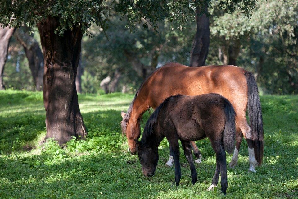 Вілла Coudelaria Vale Pau Коруші Екстер'єр фото